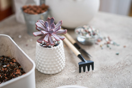 Potted Echeveria Succulent Plant in white ceramic pot