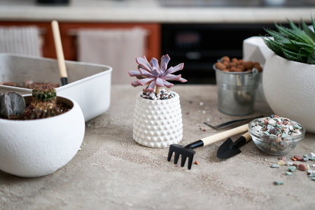 Potted Echeveria Succulent Plant in white ceramic potの写真素材
