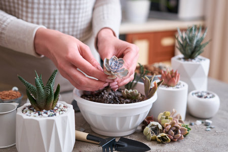 Woman holding Echeveria Succulent rooted cutting Plant with roots ready for plantingの写真素材