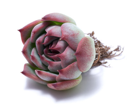 Echeveria Succulent rooted cutting Plant with roots Isolated on White Backgroundの写真素材