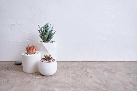 pots with groups of houseplants on concrete table - Echeveria and Pachyveria opalina Succulentsの写真素材