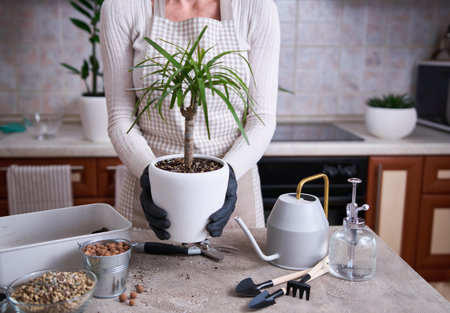 Woman replanting Dracaena house plant at homeの写真素材