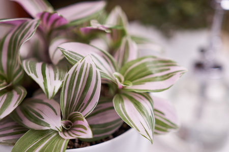 macro shot of tradescantia pink clone potted plant indoors close-upの写真素材