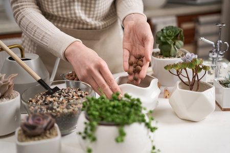 Woman adding expanded clay drainage into ceramic pot for Aeonium house plant transplantingの写真素材