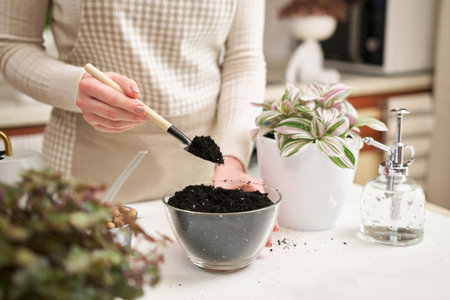 woman preparing soil for tradescantia pink clone plant replantingの写真素材