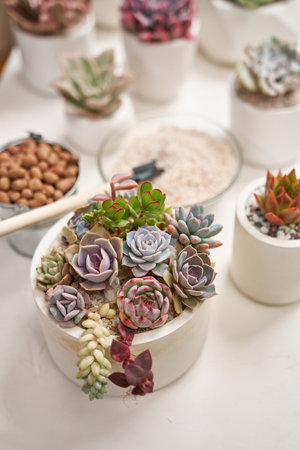 Home gardener transplanting succulent plant in ceramic pots on a tableの写真素材