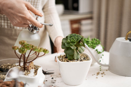 Woman spraying watering potted Aeonium Succulent in a white ceramic potの写真素材