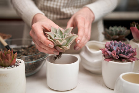 Woman preparing Echeveria Succulent rooted cutting for transplantation in a potの写真素材