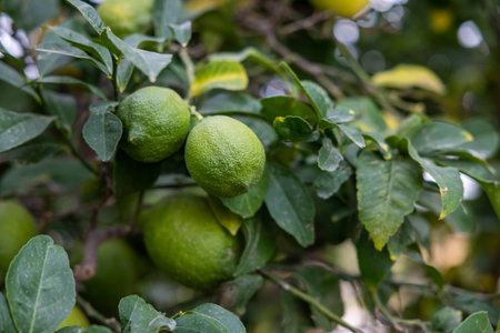 Lime tree with fruits - natural organic green lemon on lemon tree outdoorの写真素材