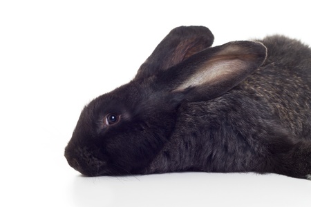 black rabbit shot against white backgroundの写真素材