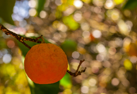 Tangerine on the tree in springの写真素材