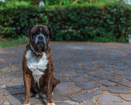 German boxer dog in a garden in a sunny dayの写真素材