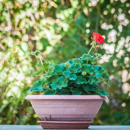 flowerpot with a little geranium on a table in summerの写真素材