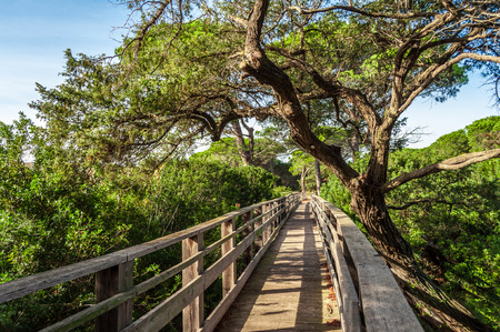 Wooden bridge in the middle of pond of platamona - Sardiniaの写真素材