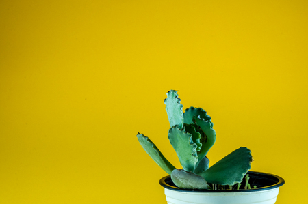 Closeup of small fat plant on colored background in flowerpot with copy spaceの写真素材