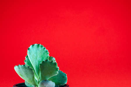Closeup of small fat plant on colored background in flowerpot with copy spaceの写真素材