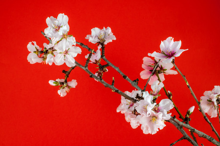 Closeup of isolated white almond flowers on colored backgroundの写真素材