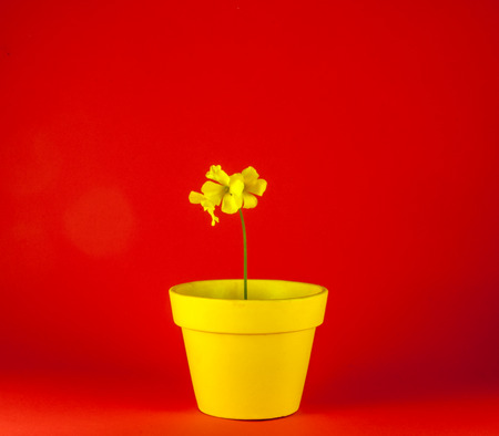 Isolated yellow flowers and flowerpot on colored backgroundの写真素材