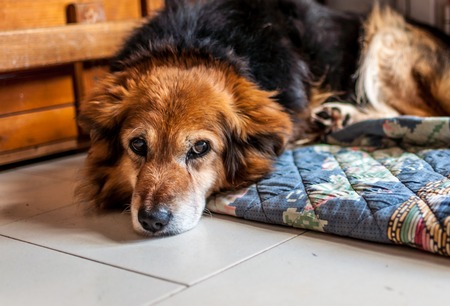 Closeup of small mongrel dog head lying in the house on the matの写真素材