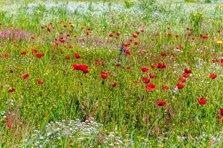 flowery meadow near the beach in a sunny day of springの写真素材