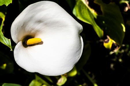 Closeup of white calla lily in a gardenの写真素材