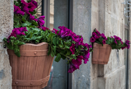 hanging flower pot in an alley of italian old town  with red flowersの写真素材