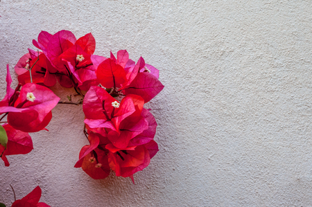 Red bougainvillea on white wall with copy spaceの写真素材