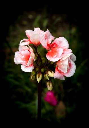 Isolated  pink and white geraniums on dark background with water dropsの写真素材