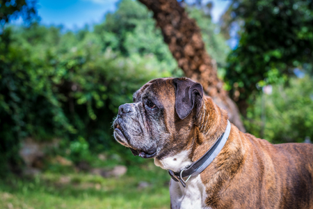 Closeup of geman boxer dog head in a meadow in sunny day of springの写真素材