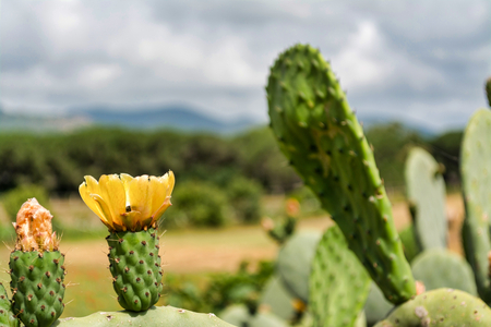 closeup of yellow prickly pear flower in a meadowの写真素材