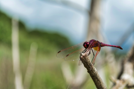 Closeup of red dragonfly in a meadow in spring