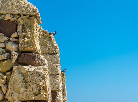 Closeup of pigeon on an old wall under the blue skyの写真素材