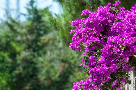 Pink boungavillea flowers in sunny morning  with copy spaceの写真素材