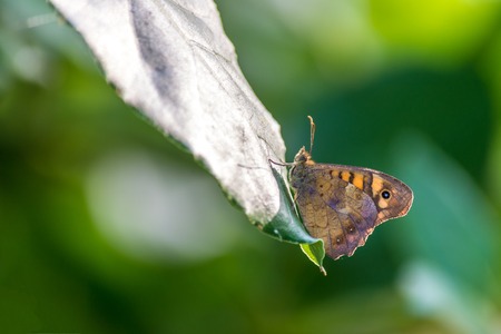 Butterfly on a leafの写真素材