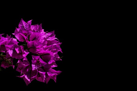 isolated purple bougainvillea flower on black background