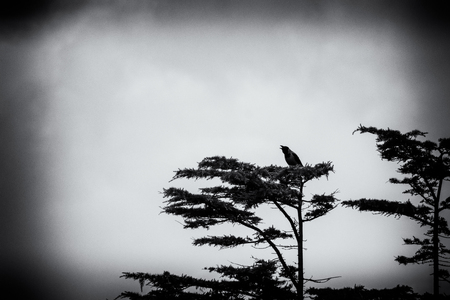 Crown on the top of a tree in black and whiteの写真素材