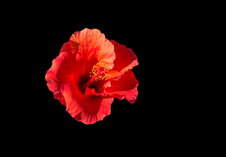 Isolated red hibiscusの写真素材