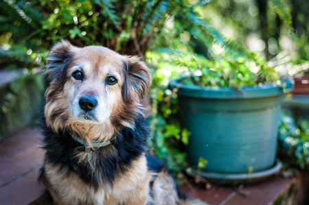mixed-breed dog in a garden in a sunny day of springの写真素材