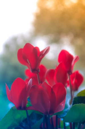 Closeup of red cyclamens in springの写真素材