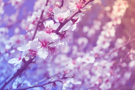 closeup of almond blossoms in a sunny day of spring in pink toneの写真素材