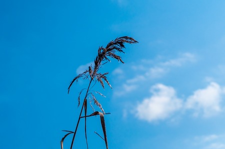 isolated reed under a blu sky in a sunny day of springの写真素材
