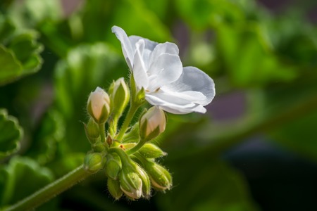 small white geranium in the gardenの写真素材