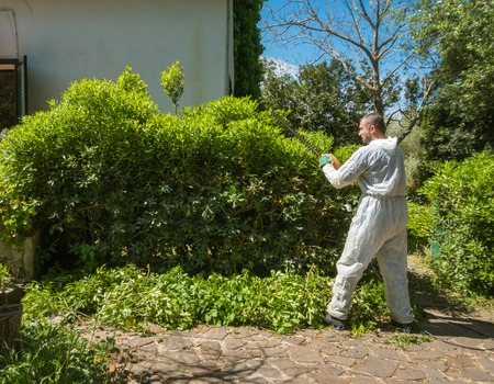 man wearing a white suit trimming an hedge in a sunny day