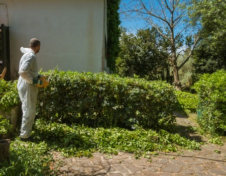 man wearing a white suit trimming an hedge in a sunny dayの写真素材