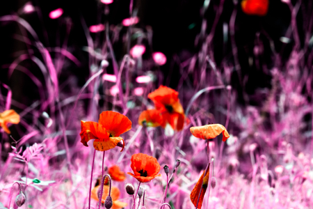 Abstract view of poppies in a meadow in pink toneの写真素材