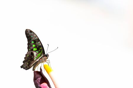 Closeup on multicolored tropical butterlfyの写真素材