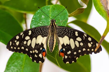 Closeup on multicolored tropical butterlfy