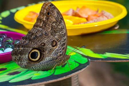 Closeup on multicolored tropical butterlfyの写真素材
