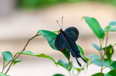 Closeup on multicolored tropical butterlfyの写真素材