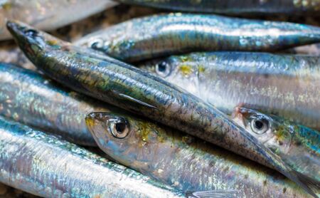 Closeup on sardines in the kitchenの写真素材